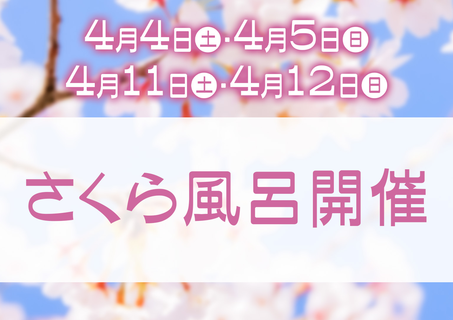 🌸さくら風呂🌸開催
