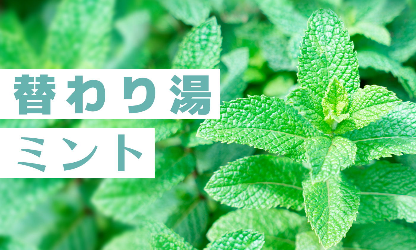 6月土日限定　ミント風呂開催
